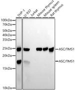 PYCARD Antibody in Western Blot (WB)