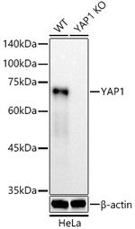 YAP1 Antibody in Western Blot (WB)