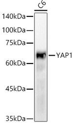 YAP1 Antibody in Western Blot (WB)