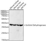 Sorbitol Dehydrogenase Antibody in Western Blot (WB)