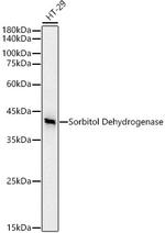Sorbitol Dehydrogenase Antibody in Western Blot (WB)