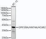 HCAR2 Antibody in Western Blot (WB)