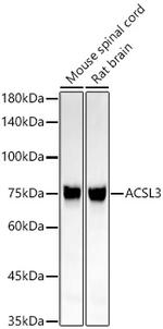 ACSL3 Antibody in Western Blot (WB)