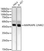 MAPKAPK2 Antibody in Western Blot (WB)