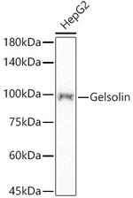 Gelsolin Antibody in Western Blot (WB)