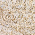 MAP2 Antibody in Immunohistochemistry (Paraffin) (IHC (P))