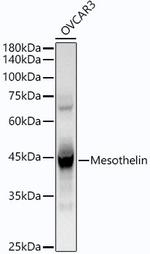 Mesothelin Antibody in Western Blot (WB)