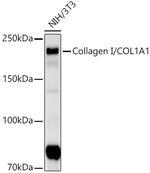COL1A1 Antibody in Western Blot (WB)