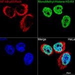 NFkB p65 Antibody in Immunocytochemistry (ICC/IF)