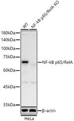 NFkB p65 Antibody in Western Blot (WB)