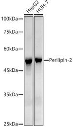 ADFP Antibody in Western Blot (WB)