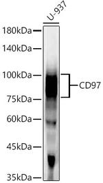 CD97 Antibody in Western Blot (WB)