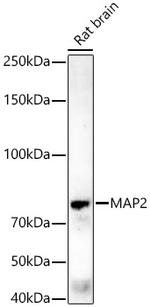 MAP2 Antibody in Western Blot (WB)