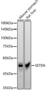 SETD6 Antibody in Western Blot (WB)