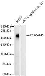 CEA Antibody in Western Blot (WB)