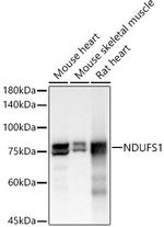NDUFS1 Antibody in Western Blot (WB)