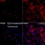 CHOP Antibody in Immunocytochemistry (ICC/IF)