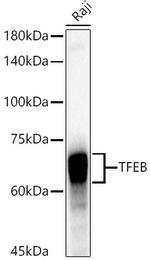 TFEB Antibody in Western Blot (WB)