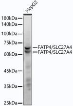 SLC27A4 Antibody in Western Blot (WB)