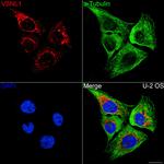 VSNL1 Antibody in Immunocytochemistry (ICC/IF)