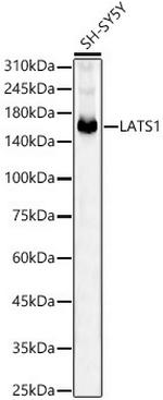 LATS1 Antibody in Western Blot (WB)