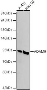 ADAM9 Antibody in Western Blot (WB)