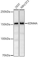 JMJD2A Antibody in Western Blot (WB)