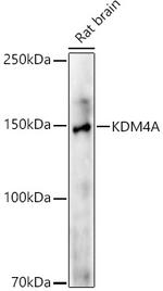 JMJD2A Antibody in Western Blot (WB)