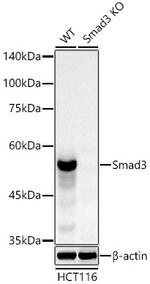 SMAD3 Antibody in Western Blot (WB)