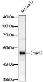 SMAD3 Antibody in Western Blot (WB)