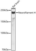 NF-H Antibody in Western Blot (WB)