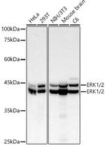 ERK1/ERK2 Antibody in Western Blot (WB)