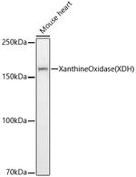 XDH Antibody in Western Blot (WB)