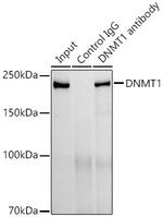 DNMT1 Antibody in Immunoprecipitation (IP)