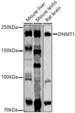 DNMT1 Antibody in Western Blot (WB)