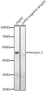 ADFP Antibody in Western Blot (WB)