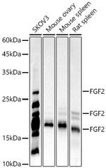 FGF2 Antibody in Western Blot (WB)