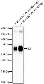 IL-7 Antibody in Western Blot (WB)