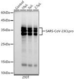 SARS-CoV-2 3CLpro Antibody in Western Blot (WB)