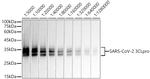 SARS-CoV-2 3CLpro Antibody in Western Blot (WB)