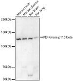 PIK3CB Antibody in Western Blot (WB)