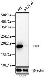 PIN1 Antibody in Western Blot (WB)