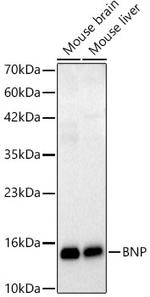 BNP Antibody in Western Blot (WB)