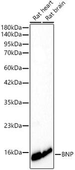 BNP Antibody in Western Blot (WB)