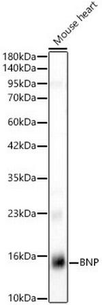 BNP Antibody in Western Blot (WB)