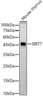 SIRT7 Antibody in Western Blot (WB)