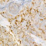 IL-18 Antibody in Immunohistochemistry (Paraffin) (IHC (P))