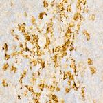 IL-18 Antibody in Immunohistochemistry (Paraffin) (IHC (P))