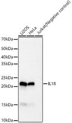 IL-18 Antibody in Western Blot (WB)