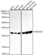 NDUFS3 Antibody in Western Blot (WB)